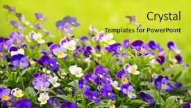  Presentation with purple green - Amazing PPT theme having flowering purple pansies backdrop and a yellow colored foreground