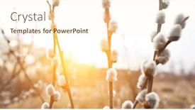  Presentation with waving palm branches - Slide set consisting of flowering-pussy-willow-branches background and a cream colored foreground