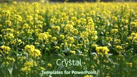 Presentation with energy oil - PPT theme having flowering-rapeseed-canola-or-colza background and a tawny brown colored foreground