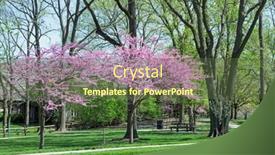  Presentation with bud - Amazing PPT theme having flowering-red-bud-trees backdrop and a tawny brown colored foreground