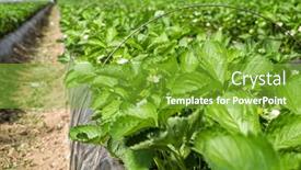  Presentation with greenhouse - Presentation enhanced with flowering-strawberry-plants-cultivated background and a shamrock green colored foreground