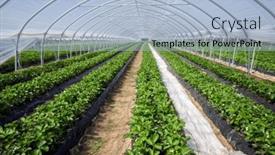  Presentation with greenhouse - PPT layouts featuring flowering-strawberry-plants-cultivated background and a light blue colored foreground