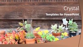  Presentation with succulents - Amazing PPT theme having flowering-succulents-and-cacti backdrop and a violet colored foreground