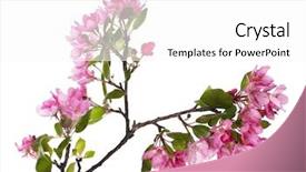  Presentation with white flowers - Audience pleasing presentation design consisting of flowering trees - apple tree flowers isolated backdrop and a  colored foreground