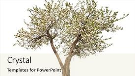  Presentation with tree spring flowers apple flowers - Cool new slide deck with flowering trees - apple tree with flowers isolated backdrop and a lemonade colored foreground