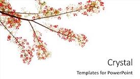  Presentation with beautiful floral border flower design - Beautiful presentation theme featuring flowering trees - branch of beautiful orange flower backdrop and a white colored foreground