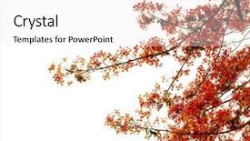 Presentation with branch - Colorful PPT theme enhanced with flowering trees - branch of beautiful orange flower backdrop and a white colored foreground