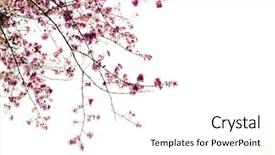  Presentation with pink white - Cool new presentation theme with flowering trees - branch of beautiful pink flower backdrop and a white colored foreground
