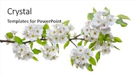  Presentation with branch - Cool new PPT theme with flowering trees - branch with blossoms isolated backdrop and a white colored foreground