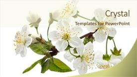  Presentation with bloom - Presentation enhanced with flowering trees - cherry twig in bloom isolated background and a cream colored foreground