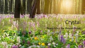  Presentation with coloured - Slides with flowering trees - forest of brightly coloured flowers background and a yellow colored foreground