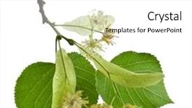  Presentation with white flowers of jasmine - Colorful theme enhanced with flowering trees - linden flowers isolated on white backdrop and a white colored foreground