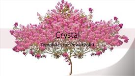  Presentation with apple trees are blooming pink - Slide set enhanced with flowering trees - pink blooming tree isolated background and a  colored foreground