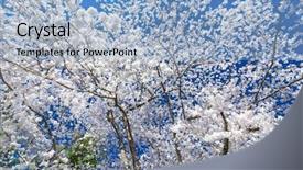  Presentation with cherry blossoms in full bloom - Slides having flowering trees - wild cherry tree full bloom background and a light blue colored foreground