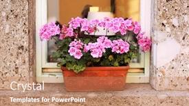  Presentation with geranium - PPT layouts having flowerpot with geranium on window background and a coral colored foreground
