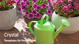  Presentation with chrysanthemum - Presentation theme featuring flowerpots in garden chrysanthemum background and a tawny brown colored foreground