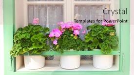  Presentation with geranium - Slide set enhanced with flowerpots with geranium on window background and a mint green colored foreground