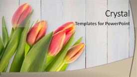  Presentation with wooden cross against the sky - Beautiful presentation theme featuring text flowers - tulips against wooden planks backdrop and a  colored foreground