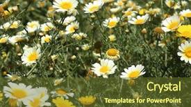  Presentation with rain fall - Audience pleasing PPT theme consisting of flowers after record rain fall backdrop and a tawny brown colored foreground