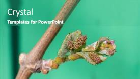  Presentation with fruit trees - PPT theme featuring flowers-and-buds-of-fruit background and a teal colored foreground