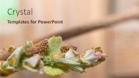  Presentation with fruit trees - Audience pleasing slide set consisting of flowers-and-buds-of-fruit backdrop and a lemonade colored foreground