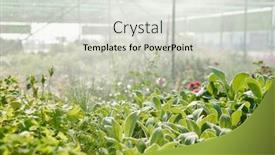  Presentation with greenhouse irrigation - Amazing slide set having flowers-and-bushes-with-green backdrop and a lemonade colored foreground