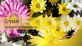 Presentation with pink colour - Presentation consisting of flowers and daisies with large background and a yellow colored foreground