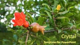  Presentation with spring tree - Slide deck enhanced with flowers and young pomegranates background and a tawny brown colored foreground
