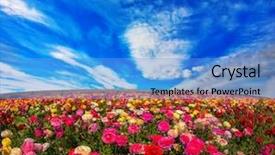  Presentation with export - Cool new presentation with flowers are grown for export in the nordic countries spring flowering garden large buttercups - ranunculus backdrop and a light blue colored foreground