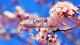  Presentation with cherry blossom - Slides having flowers at spring over blue background and a coral colored foreground