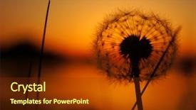  Presentation with fertilizer flowers - Beautiful slides featuring flowers background dandelion on sunset backdrop and a tawny brown colored foreground