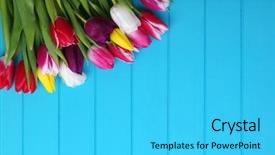  Presentation with spring flowers on textured - Slide set featuring flowers background fresh colorful tulip background and a cyan colored foreground