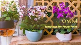  Presentation with beautiful orchid flowers - Audience pleasing slides consisting of flowers-beautiful-purple-orchid-phalaenopsis backdrop and a tawny brown colored foreground