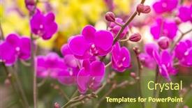  Presentation with beautiful orchid flowers - PPT theme with flowers-beautiful-purple-orchid-phalaenopsis background and a tawny brown colored foreground