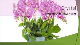  Presentation with beautiful orchid flowers - Slides enhanced with flowers-beautiful-purple-orchid-phalaenopsis background and a  colored foreground