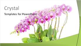  Presentation with beautiful orchid flowers - Presentation with flowers-beautiful-purple-orchid-phalaenopsis background and a white colored foreground