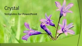  Presentation with flowers - Slide deck having flowers-bells-and-grasshopper background and a yellow colored foreground