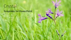  Presentation with flowers - Amazing presentation theme having flowers-bells-and-grasshopper backdrop and a yellow colored foreground