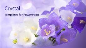 Presentation with shimmering - Cool new PPT theme with flowers bells in the drops backdrop and a  colored foreground