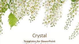  Presentation with cherry - Cool new presentation theme with flowers birds - bird cherry branch isolated backdrop and a cream colored foreground