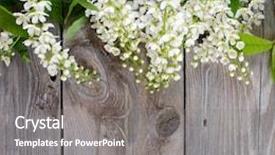  Presentation with cherry - PPT theme with flowers birds - bird cherry branch on wooden background and a gray colored foreground