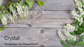  Presentation with cherry - Theme having flowers birds - bird cherry branch background and a light gray colored foreground