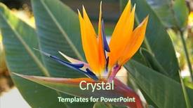  Presentation with paradise - Cool new slides with flowers birds - bird of paradise flower backdrop and a tawny brown colored foreground
