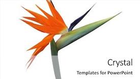  Presentation with paradise - Beautiful PPT theme featuring flowers birds - bird of paradise flower backdrop and a white colored foreground