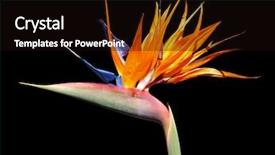  Presentation with paradise - Presentation design enhanced with flowers birds - bird of paradise strelitzia flower background and a wine colored foreground