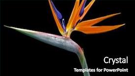  Presentation with paradise - Beautiful presentation theme featuring flowers birds - bird of paradise strelitzia flower backdrop and a black colored foreground