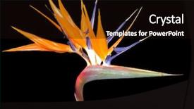  Presentation with paradise - PPT theme with flowers birds - bird of paradise strelitzia flower background and a wine colored foreground