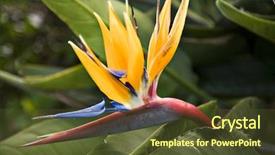  Presentation with paradise - Beautiful presentation theme featuring flowers birds - exotic bird of paradise flower backdrop and a  colored foreground