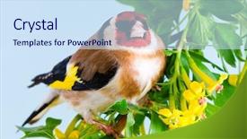  Presentation with spring tree - Colorful theme enhanced with flowers birds - goldfinch sitting on a branch backdrop and a  colored foreground