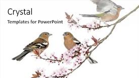  Presentation with sakura japanese cherry branch - PPT theme having flowers birds - group of common chaffinch perched background and a  colored foreground
